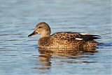 Gadwall